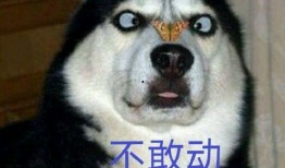 娱乐圈哈士奇爆料事件,揭秘明星隐私背后的真相